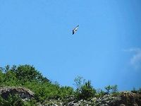 Griffon Vulture flying  Bulgaria,Geotagged,Griffon Vulture,Gyps fulvus