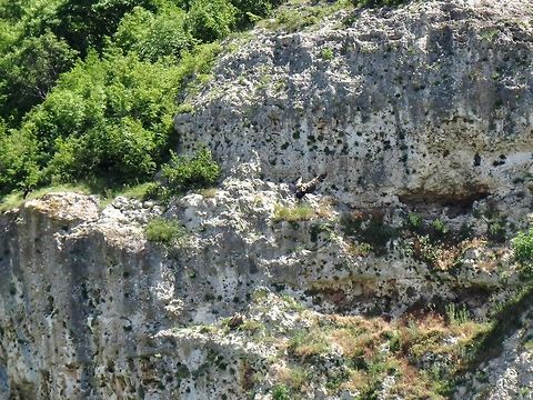 Griffon Vulture stretching its wings Here you can see one of the vultures leaving the nest to stretch its wings. It looks like there is another head sticking up from the nest. There is also a black stork on the left side. Bulgaria,Geotagged,Griffon Vulture,Gyps fulvus