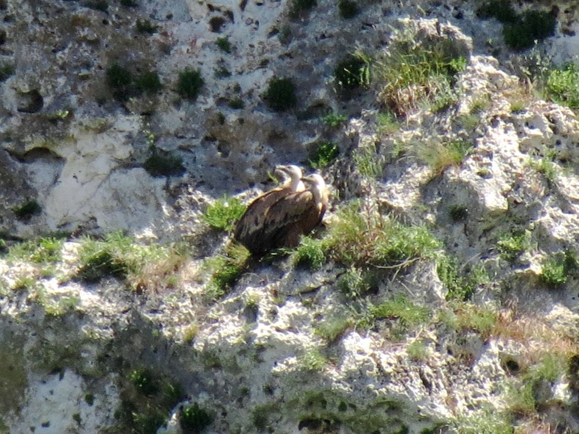 Two Griffon Vultures  Bulgaria,Geotagged,Griffon Vulture,Gyps fulvus