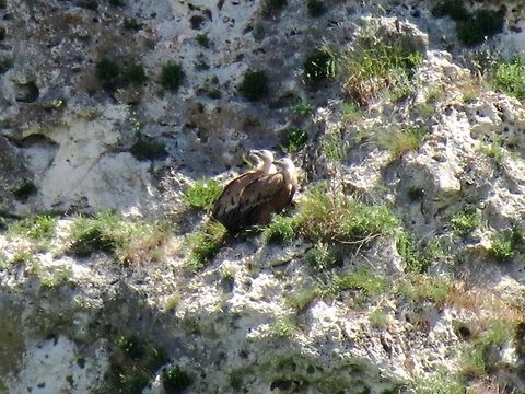 Two Griffon Vultures  Bulgaria,Geotagged,Griffon Vulture,Gyps fulvus