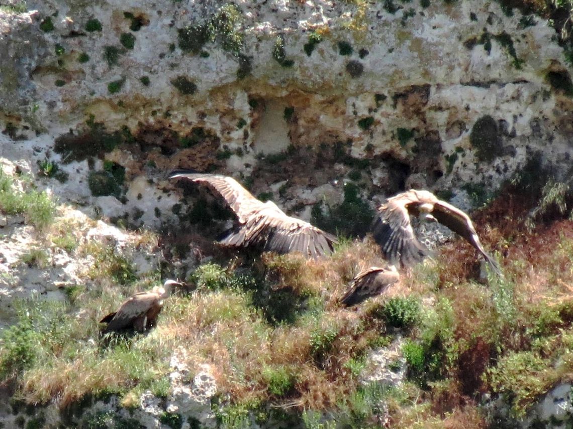 Griffon Vulture taking off  Bulgaria,Geotagged,Griffon Vulture,Gyps fulvus