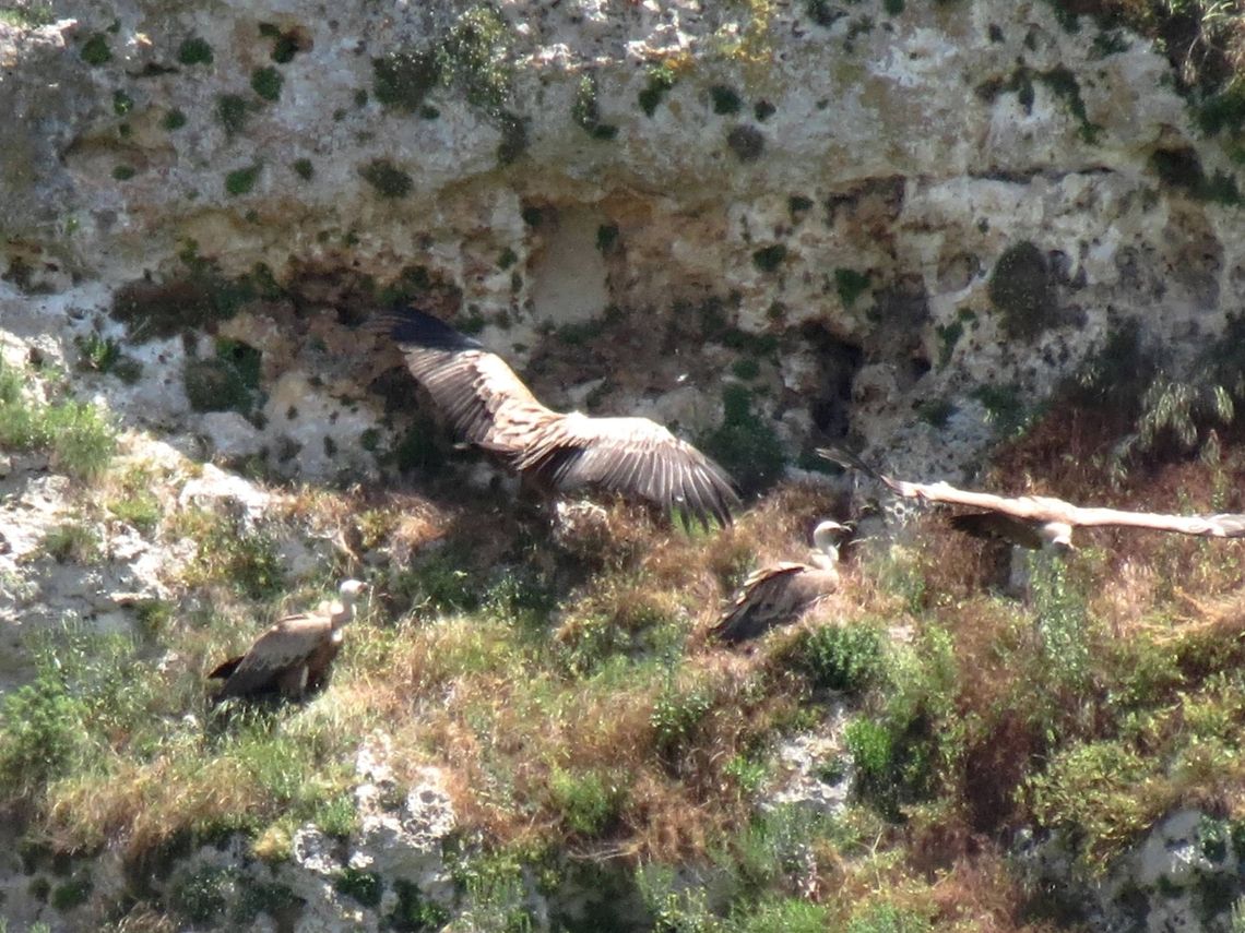 Griffon Vulture flying away  Bulgaria,Geotagged,Griffon Vulture,Gyps fulvus