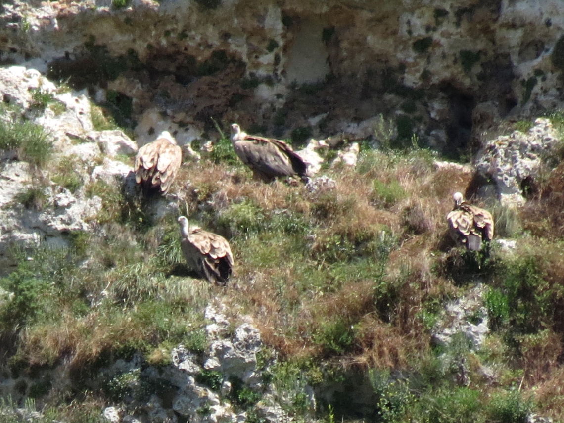 Griffon Vultures close-up Griffon vultures taking off<br />
<figure class="photo"><a href="https://www.jungledragon.com/image/10942/griffon_vulture_taking_off.html" title="Griffon Vulture taking off"><img src="https://s3.amazonaws.com/media.jungledragon.com/images/651/10942_thumb.JPG?AWSAccessKeyId=05GMT0V3GWVNE7GGM1R2&Expires=1759968010&Signature=EtS8%2BZ%2BGPgYW4t2b9bEoQALvzMA%3D" width="200" height="150" alt="Griffon Vulture taking off  Bulgaria,Geotagged,Griffon Vulture,Gyps fulvus" /></a></figure> Bulgaria,Geotagged,Griffon Vulture,Gyps fulvus