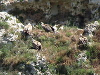 Griffon Vultures close-up Griffon vultures taking off<br />
http://www.jungledragon.com/image/10942/griffon_vulture_taking_off.html Bulgaria,Geotagged,Griffon Vulture,Gyps fulvus