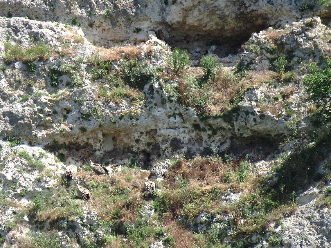 Griffon Vultures company How many Griffon vultures do you see?<br />
Griffon vultures close-up<br />
<figure class="photo"><a href="https://www.jungledragon.com/image/10944/griffon_vultures_close-up.html" title="Griffon Vultures close-up"><img src="https://s3.amazonaws.com/media.jungledragon.com/images/651/10944_thumb.JPG?AWSAccessKeyId=05GMT0V3GWVNE7GGM1R2&Expires=1769040010&Signature=SAzQ099FSs33S19S%2FgwAOVagxWE%3D" width="200" height="150" alt="Griffon Vultures close-up Griffon vultures taking off<br />
http://www.jungledragon.com/image/10942/griffon_vulture_taking_off.html Bulgaria,Geotagged,Griffon Vulture,Gyps fulvus" /></a></figure> Bulgaria,Geotagged,Griffon Vulture,Gyps fulvus
