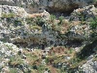 Griffon Vultures company How many Griffon vultures do you see?<br />
Griffon vultures close-up<br />
http://www.jungledragon.com/image/10944/griffon_vultures_close-up.html Bulgaria,Geotagged,Griffon Vulture,Gyps fulvus