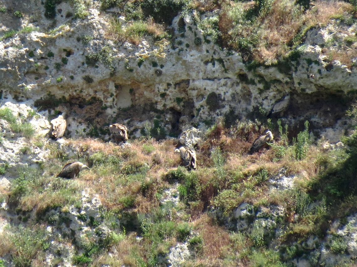 Griffon Vultures company  Bulgaria,Geotagged,Griffon Vulture,Gyps fulvus