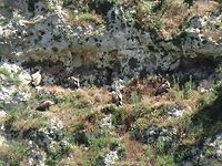 Griffon Vultures company  Bulgaria,Geotagged,Griffon Vulture,Gyps fulvus
