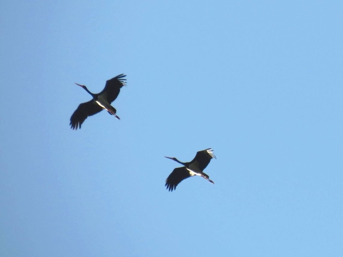 Black Storks flying  Black Stork,Bulgaria,Ciconia nigra,Geotagged