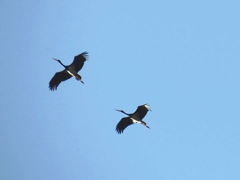 Black Storks flying  Black Stork,Bulgaria,Ciconia nigra,Geotagged