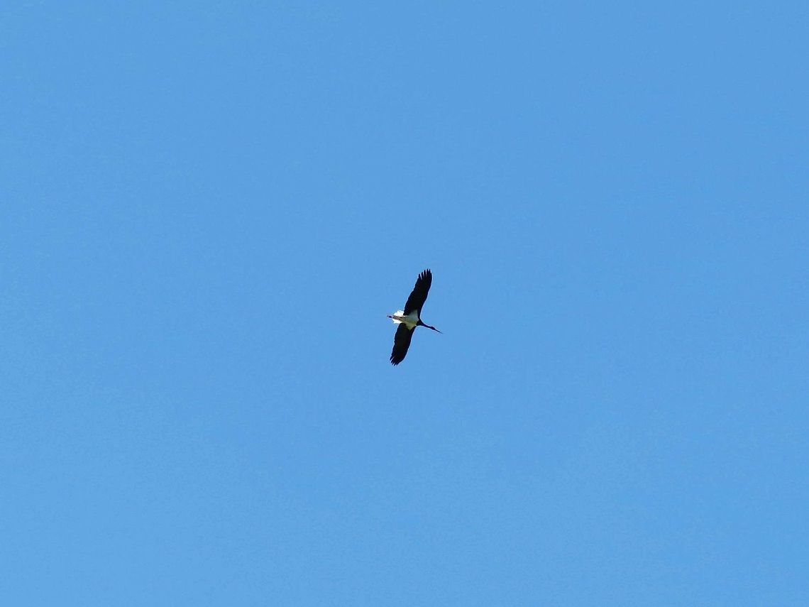 Black Stork in the sky  Black Stork,Bulgaria,Ciconia nigra,Geotagged