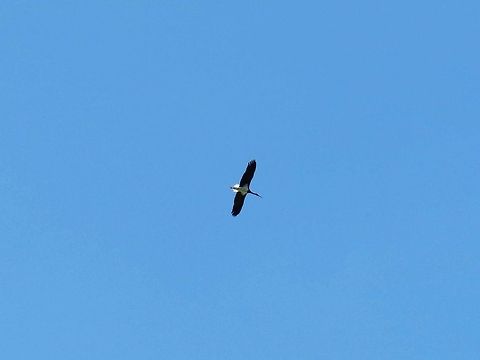 Black Stork in the sky  Black Stork,Bulgaria,Ciconia nigra,Geotagged