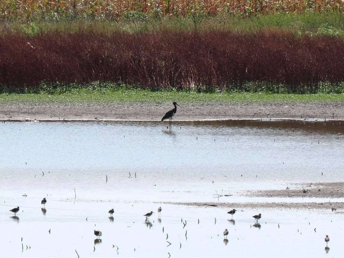 Black Stork in a pond  Black Stork,Bulgaria,Ciconia nigra,Geotagged