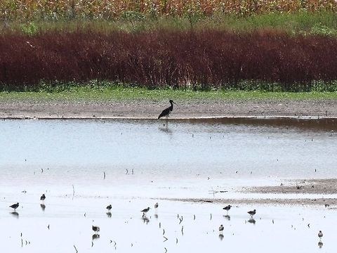 Black Stork in a pond  Black Stork,Bulgaria,Ciconia nigra,Geotagged