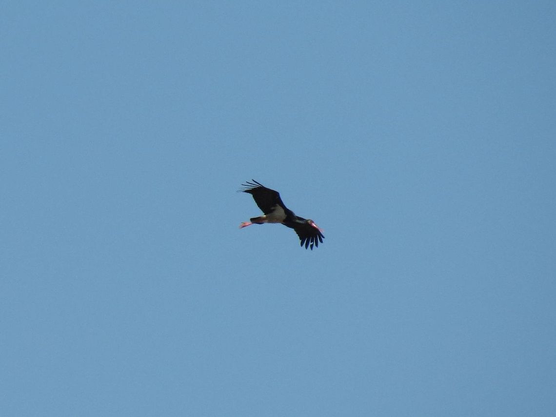 Black Stork in flight  Black Stork,Bulgaria,Ciconia nigra,Geotagged