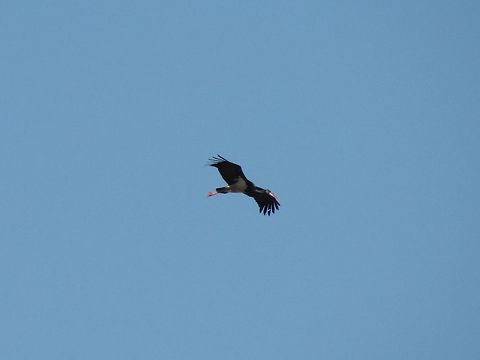Black Stork in flight  Black Stork,Bulgaria,Ciconia nigra,Geotagged