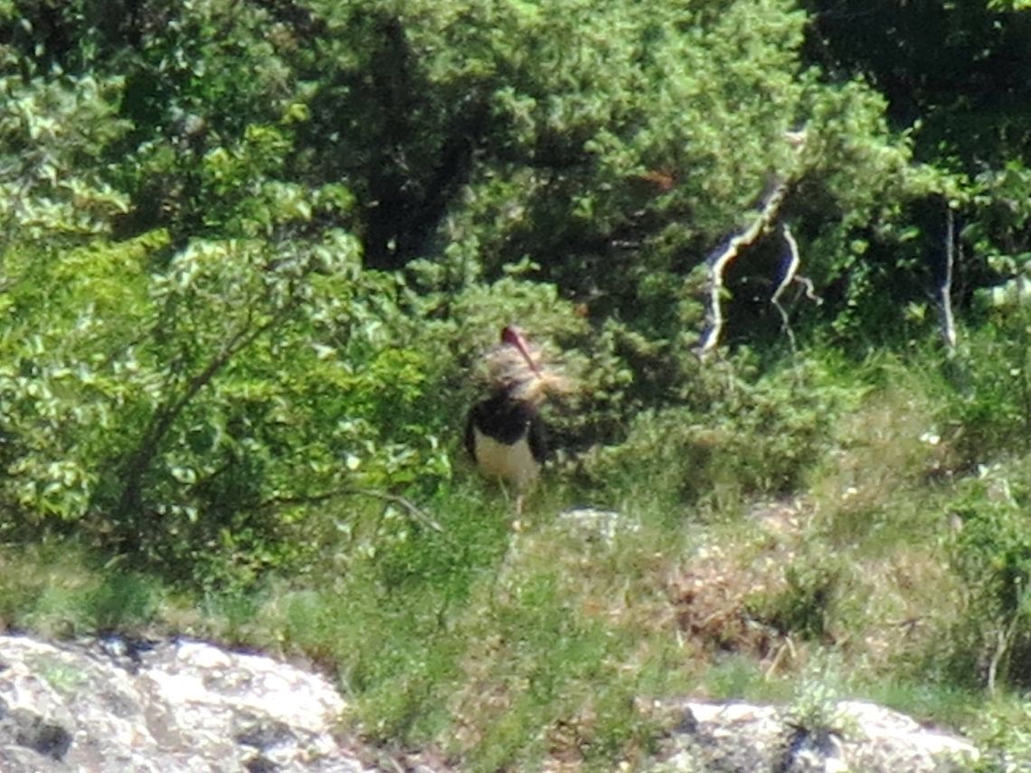 Black Stork gathering building material This black stork is gathering building material for its nest on the rock where the griffon vultures nest. Black Stork,Bulgaria,Ciconia nigra,Geotagged