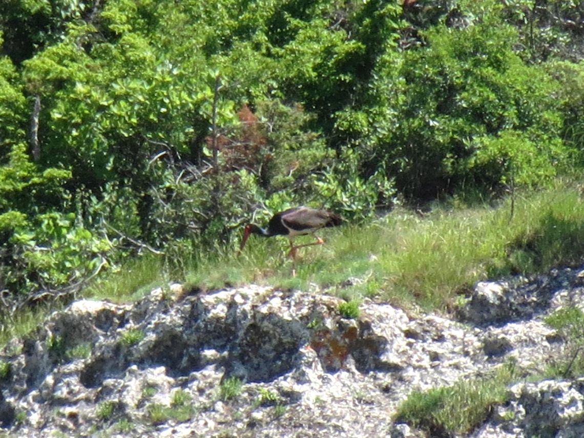 Black Stork  Black Stork,Bulgaria,Ciconia nigra,Geotagged