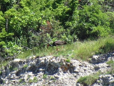Black Stork  Black Stork,Bulgaria,Ciconia nigra,Geotagged