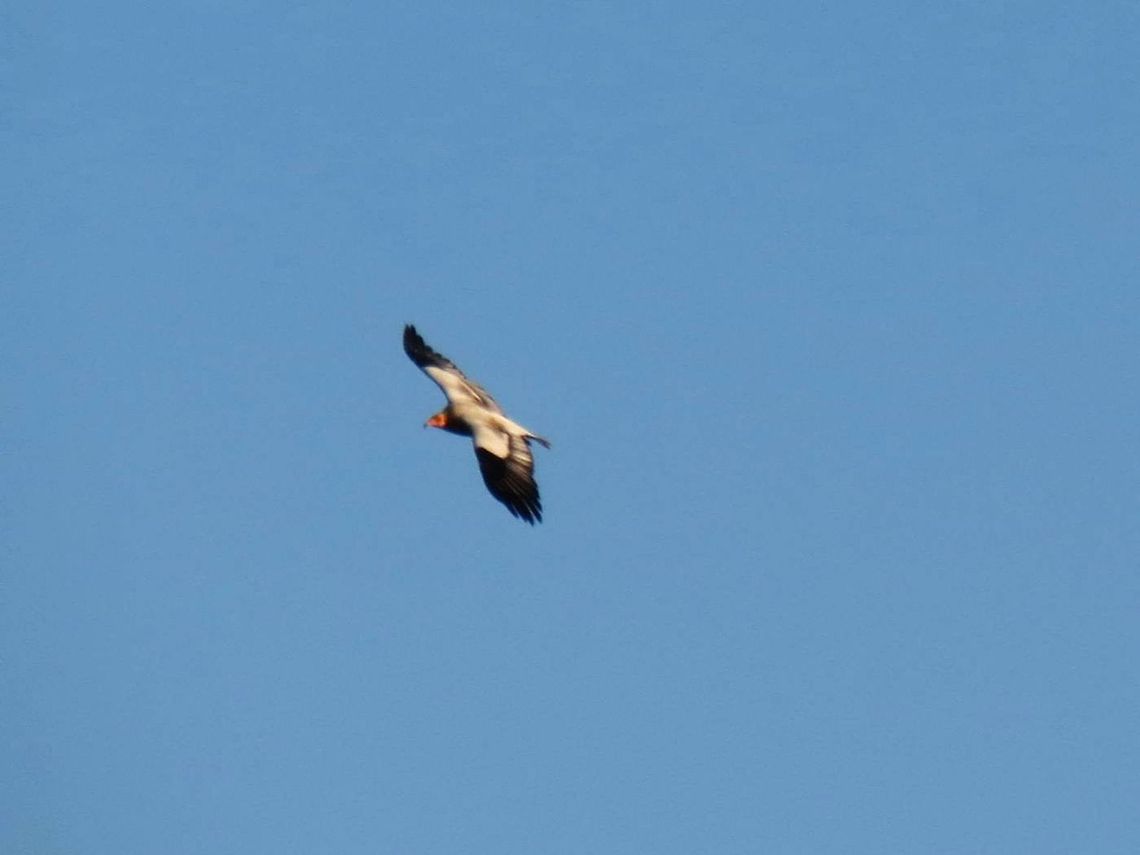 Egyptian Vulture in the sky This was the only Egyptian Vulture we saw. Bulgaria,Egyptian Vulture,Geotagged,Neophron percnopterus