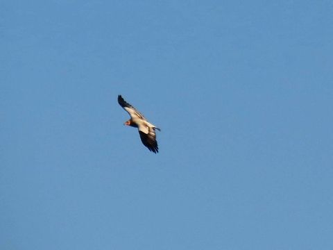 Egyptian Vulture in the sky This was the only Egyptian Vulture we saw. Bulgaria,Egyptian Vulture,Geotagged,Neophron percnopterus