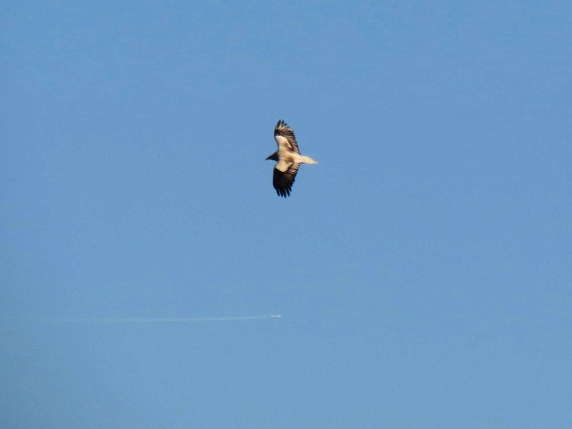 Egyptian Vulture flying  Bulgaria,Egyptian Vulture,Geotagged,Neophron percnopterus
