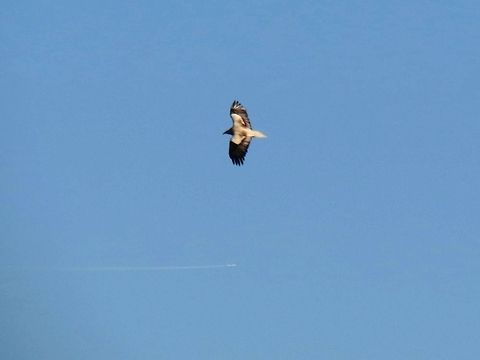 Egyptian Vulture flying  Bulgaria,Egyptian Vulture,Geotagged,Neophron percnopterus