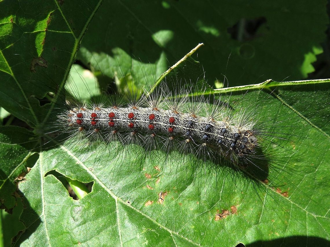 Gypsy moth caterpillar  Bulgaria,Geotagged,Gypsy moth,Lymantria dispar