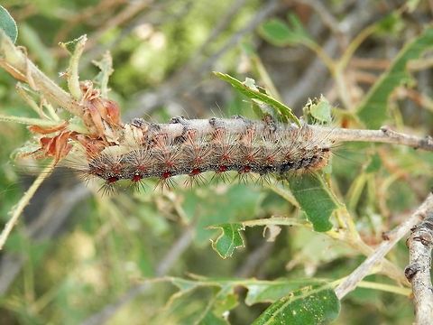 Gypsy moth caterpillar side view There were many of these caterpillars in the Likana protected site. As beautiful as they are, they have a devastating impact on the forest. Bulgaria,Geotagged,Gypsy moth,Likana Protected Site,Lymantria dispar