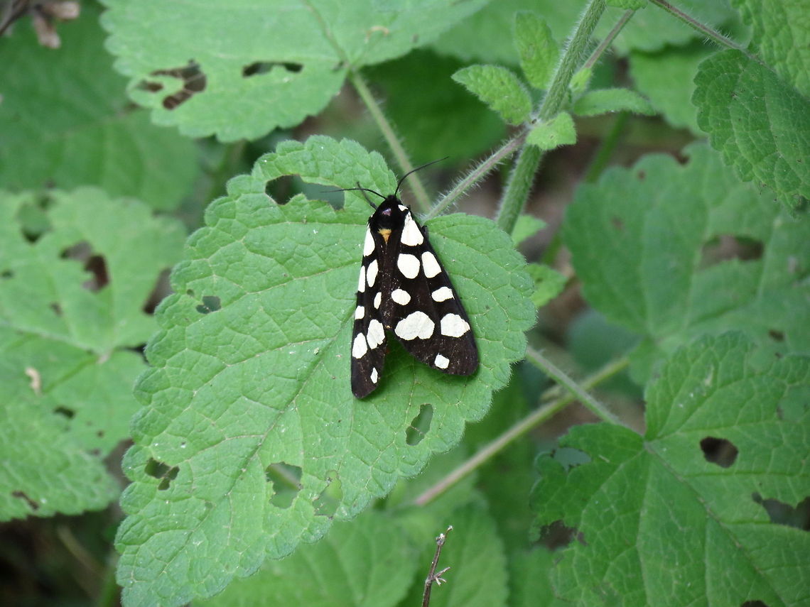 Cream-spot Tiger moth  Bulgaria,Cream-spot Tiger,Epicallia villica,Geotagged,Likana Protected Site