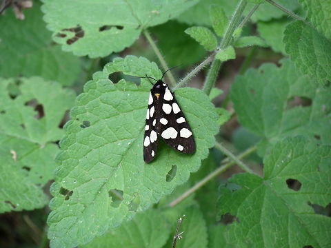 Cream-spot Tiger moth  Bulgaria,Cream-spot Tiger,Epicallia villica,Geotagged,Likana Protected Site
