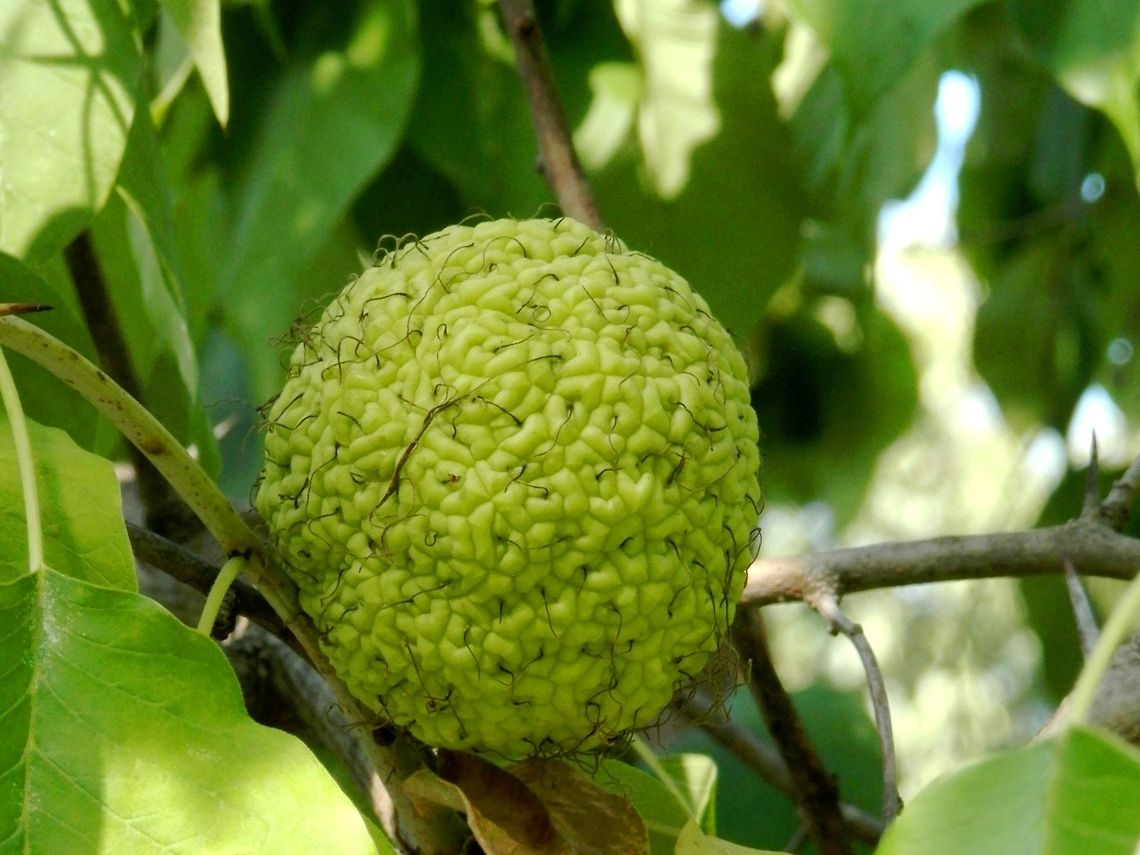 Osage Orange Fruit  Bulgaria,Geotagged,Maclura pomifera