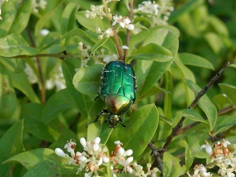 Rose chafer This one is much sharper than the first. Bulgaria,Cetonia aurata,Geotagged