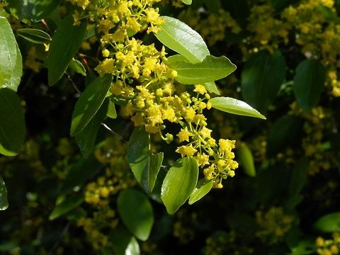 Christ's Thorn  Bulgaria,Geotagged,Paliurus spina-christi