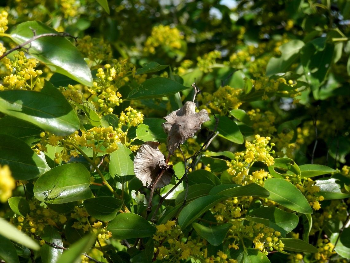 Christ's Thorn This flowering shrub was a magnet for many butterflies and bugs. Bulgaria,Geotagged,Paliurus spina-christi