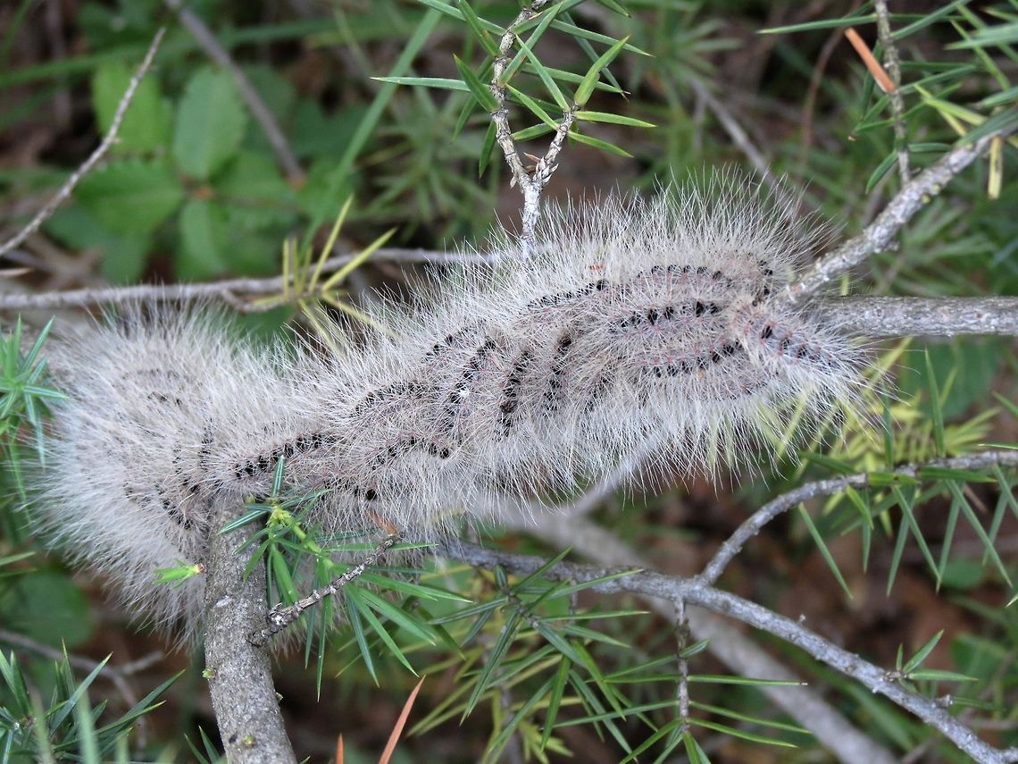 Pistachio processionary moth Processionary caterpillars on juniper. Bulgaria,Geotagged,Likana Protected Site,Thaumatopoea solitaria,Thaumetopoea solitaria