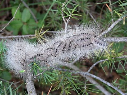 Pistachio processionary moth Processionary caterpillars on juniper. Bulgaria,Geotagged,Likana Protected Site,Thaumatopoea solitaria,Thaumetopoea solitaria