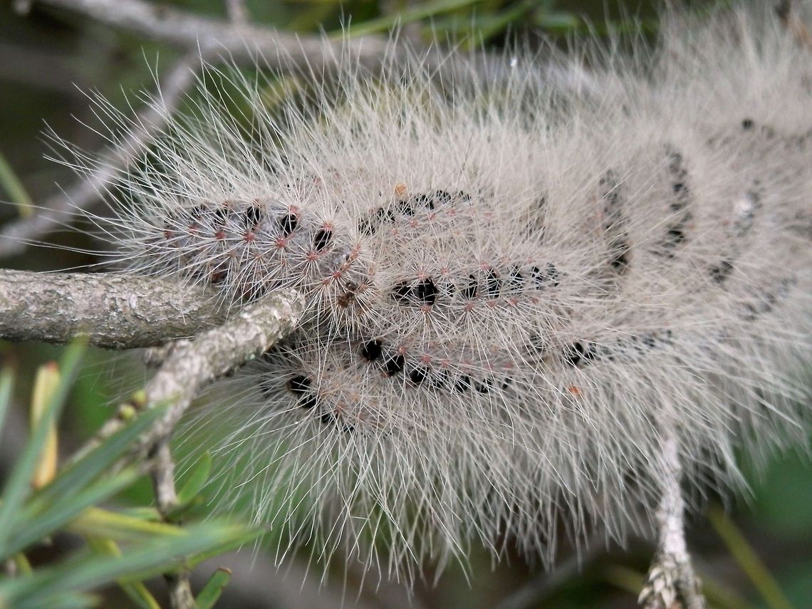 Pistachio processionary moth close-up  Bulgaria,Geotagged,Thaumatopoea solitaria,Thaumetopoea solitaria