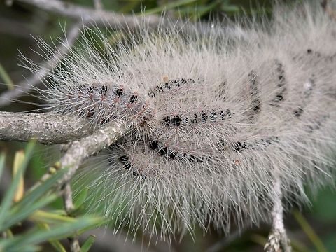 Pistachio processionary moth close-up  Bulgaria,Geotagged,Thaumatopoea solitaria,Thaumetopoea solitaria