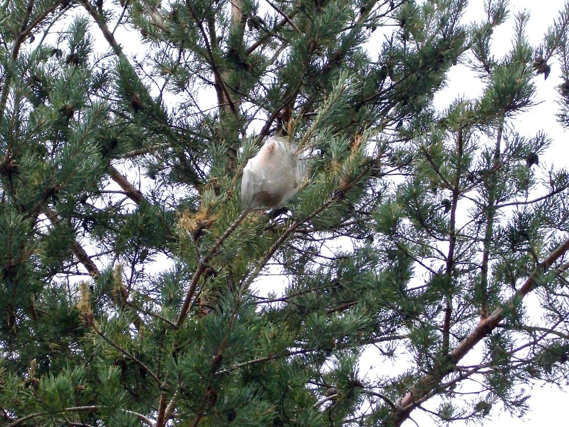 Pine Processionary nest These are some older photos from the Western Rhodope Mountains. There were many nests like this one. Bulgaria,Geotagged,Pine Processionary,Thaumetopoea pityocampa