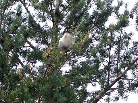 Pine Processionary nest These are some older photos from the Western Rhodope Mountains. There were many nests like this one. Bulgaria,Geotagged,Pine Processionary,Thaumetopoea pityocampa