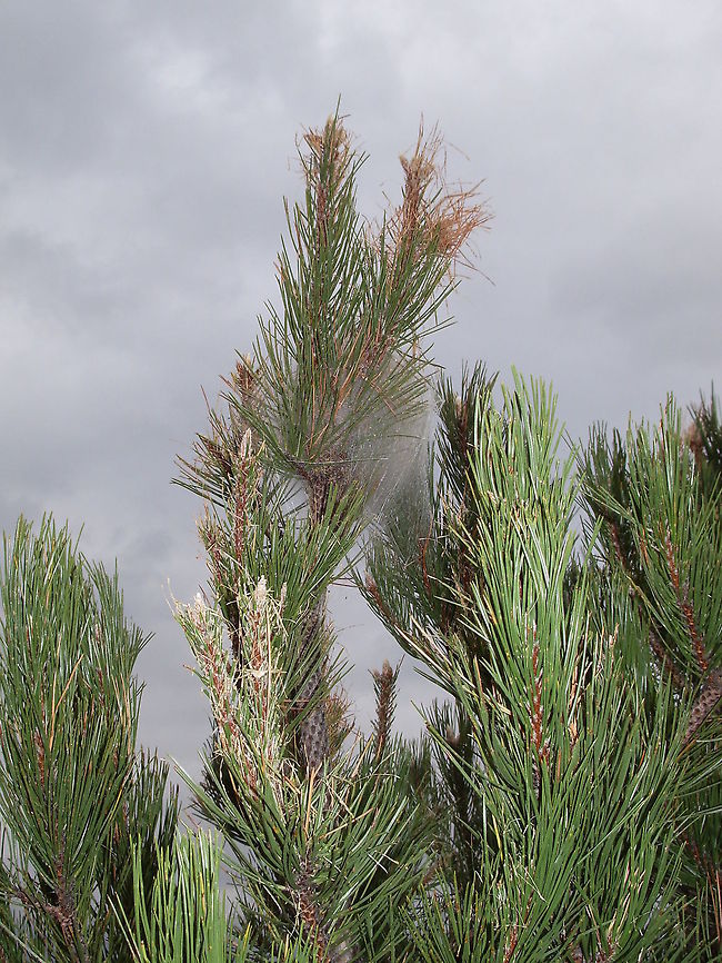 Pine Processionary damage There was a massive attack of this moth in 2010/2011 in different parts of the Rhodope Mountains. They can cause entire trees to dry out. Bulgaria,Geotagged,Pine Processionary,Thaumetopoea pityocampa