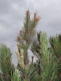 Pine Processionary damage There was a massive attack of this moth in 2010/2011 in different parts of the Rhodope Mountains. They can cause entire trees to dry out. Bulgaria,Geotagged,Pine Processionary,Thaumetopoea pityocampa