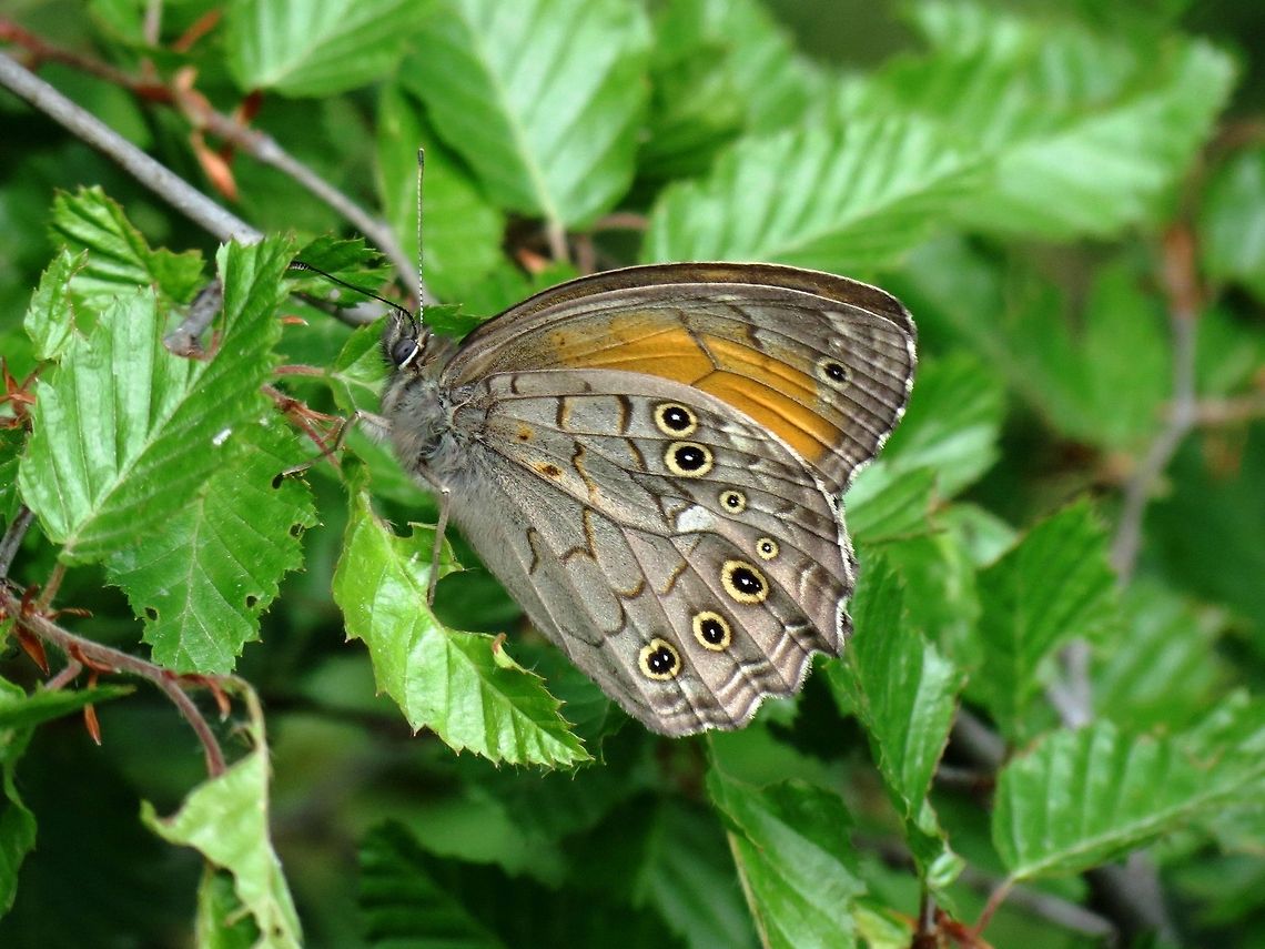Lattice Brown  Bulgaria,Geotagged,Kirinia roxelana,Likana Protected Site