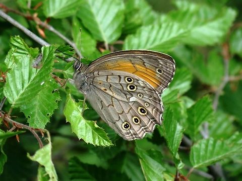 Lattice Brown  Bulgaria,Geotagged,Kirinia roxelana,Likana Protected Site