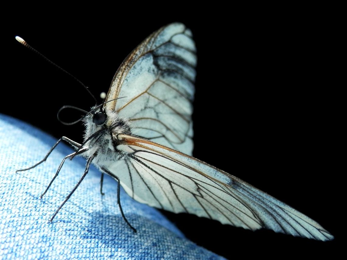 Black-veined White Another close encounter. This fellow came into the car and landed upon my jeans. I am not sure whether there is something wrong with it&#039;s proboscis or it is just cleaning it&#039;s head. There&#039;s one more strange thing about this butterfly - it must be a yogi, because one of it&#039;s right legs is passing behind it&#039;s head to the left and it is not there on the previous photos. Aporia crataegi,Bulgaria,Geotagged