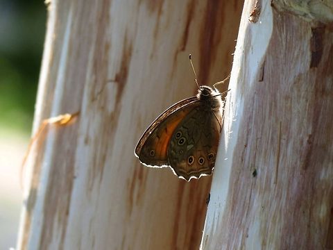 Lattice Brown  Bulgaria,Geotagged,Kirinia roxelana