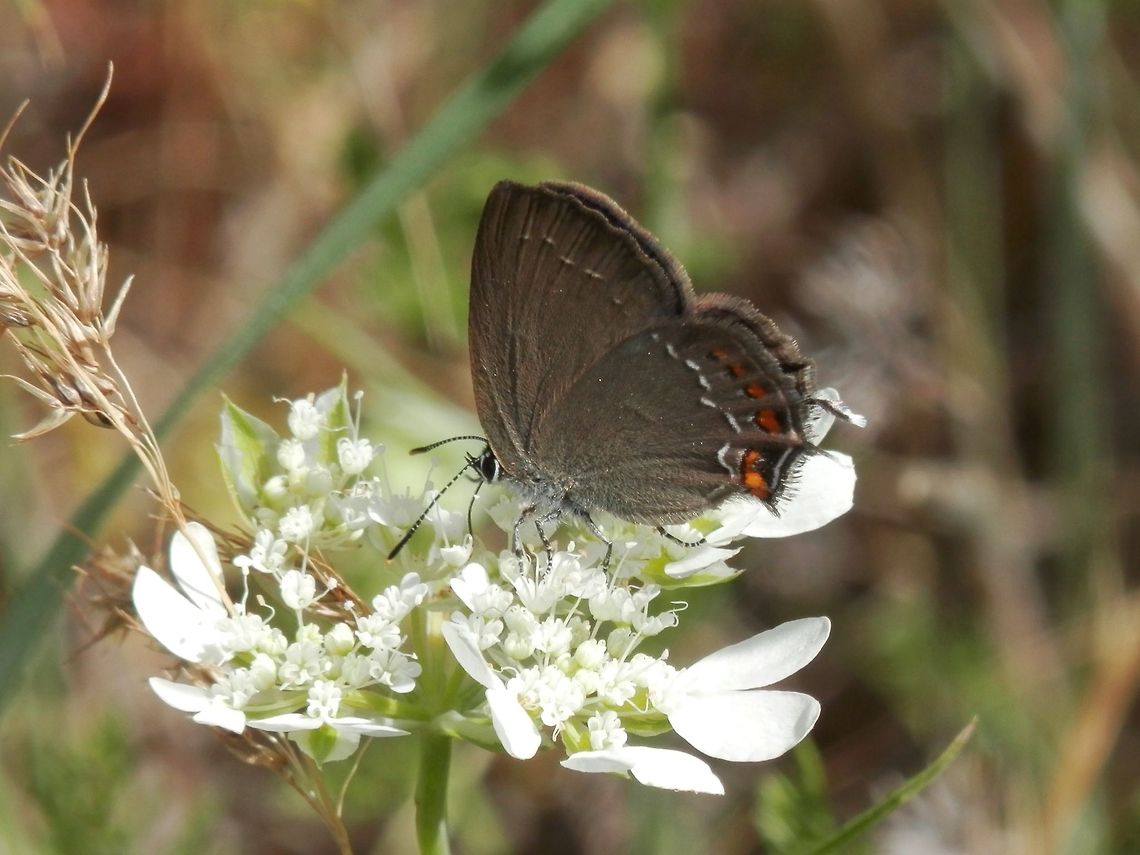 Ilex Hairstreak  Bulgaria,Geotagged,Ilex hairstreak,Likana Protected Site,Satyrium ilicis