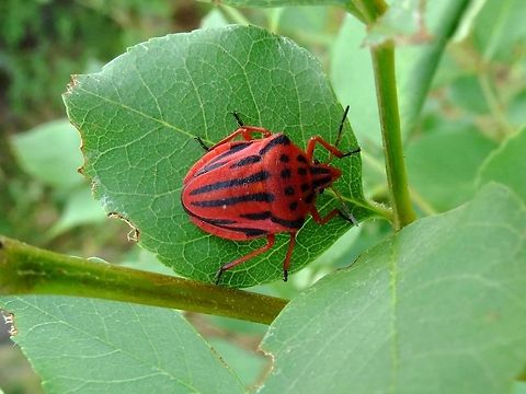 Half-spotted stink bug  Bulgaria,Geotagged,Graphosoma,Graphosoma semipunctatum,Likana Protected Site
