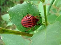 Half-spotted stink bug  Bulgaria,Geotagged,Graphosoma,Graphosoma semipunctatum,Likana Protected Site